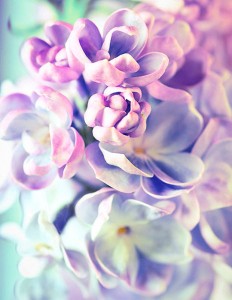 Fotooboi Cvety (121)